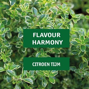 Flavour harmony: citroen en tijm