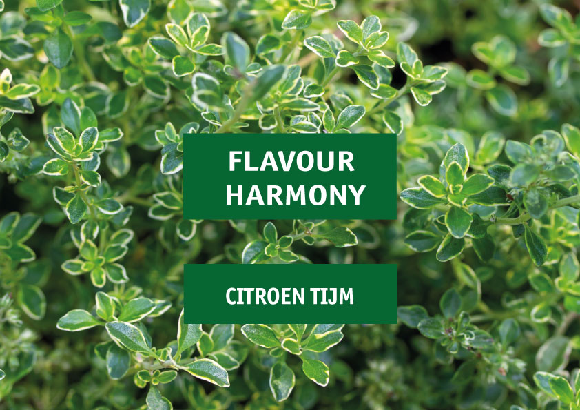 Flavour Harmony: citroen & tijm