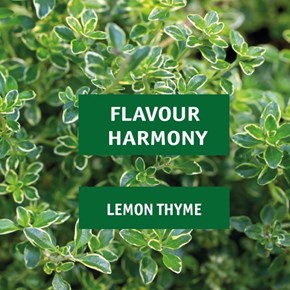 Flavour Harmony: lemon & thyme