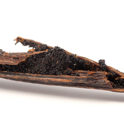 Vanilla