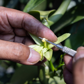 Vanille: meer dan zoet!