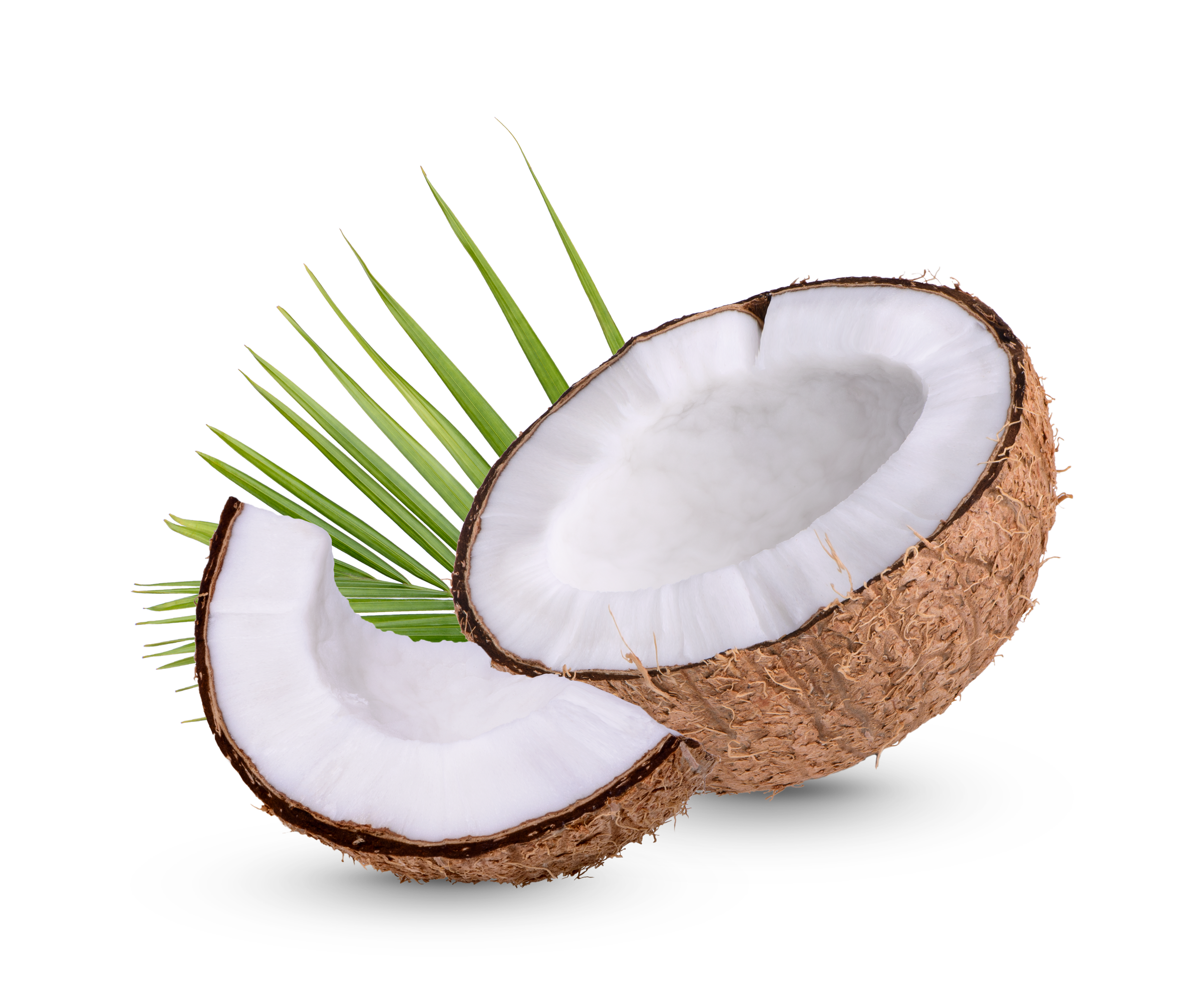 Kokosnoot Coconut