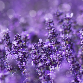 Arausio Essence