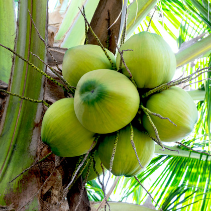 Coconut