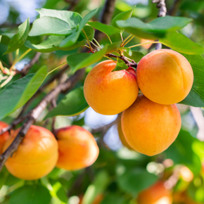 De smakelijke Boomgaard revolutie