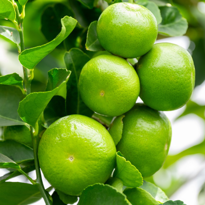 Lime